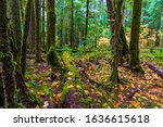 Oregon Forest in the Willamette National Forest