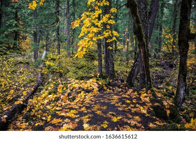 Oregon Forest In The Willamette National Forest