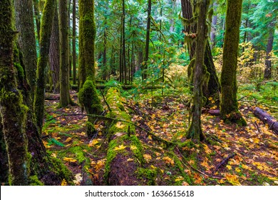 Oregon Forest In The Willamette National Forest