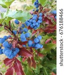 Oregon Grape