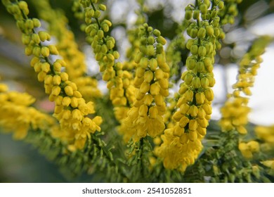 oregon grape holly shrub Mahonia aquifolium close up in UK November 2024  - Powered by Shutterstock