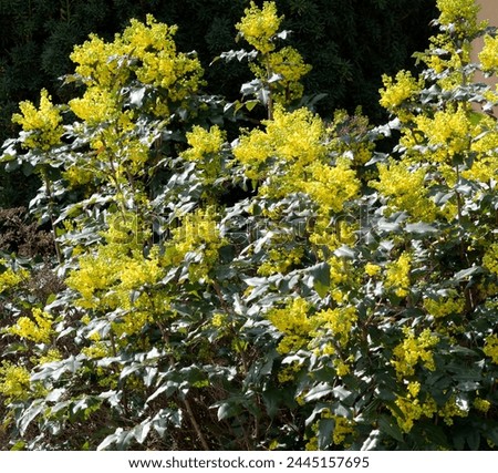 Oregon grape or holly-leaved barberry (Berberis aquifolium) Ornamental shrub with yellow inflorescences on spreading branches and thick twigs bearing leathery and spiny green leaves