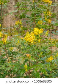 Oregon grape (Mahonia aquifolium) is a species of flowering plant in the family Berberidaceae, native to western North America.  - Shutterstock ID 1068682805