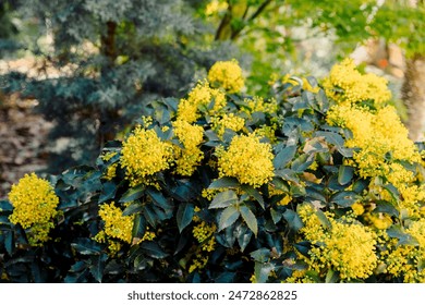 Oregon Grape with yellow flowers in spring time, close up view of flowering mahonia - Powered by Shutterstock