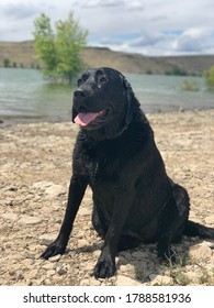 Oregon Lake Dog Swim Water