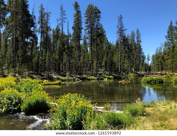 Oregon Mountain Stream Bridge Crossing Flowing Stock Photo Edit