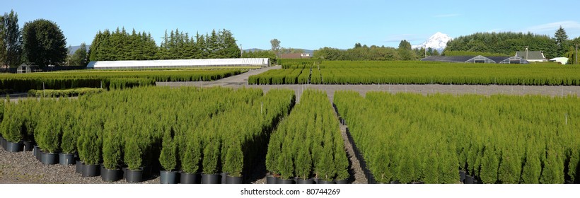 Oregon nurseries and seedling plants panorama.