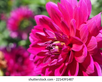 Oregon Summer Dahlia Flower Fields