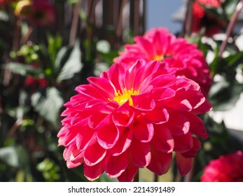 Oregon Summer Dahlia Flower Fields