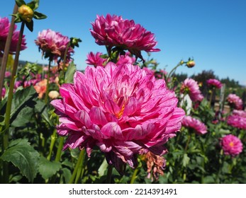 Oregon Summer Dahlia Flower Fields