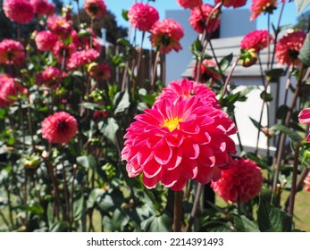 Oregon Summer Dahlia Flower Fields