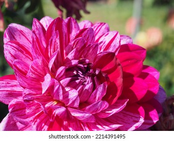 Oregon Summer Dahlia Flower Fields