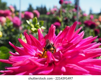 Oregon Summer Dahlia Flower Fields