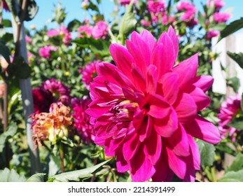 Oregon Summer Dahlia Flower Fields