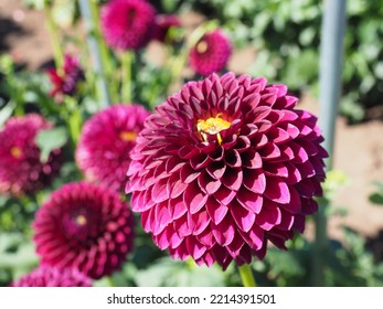 Oregon Summer Dahlia Flower Fields