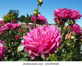 Oregon Summer Dahlia Flower Fields