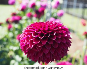 Oregon Summer Dahlia Flower Fields