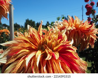 Oregon Summer Dahlia Flower Fields