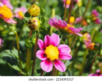 Oregon Summer Dahlia Flower Fields