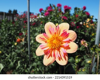 Oregon Summer Dahlia Flower Fields