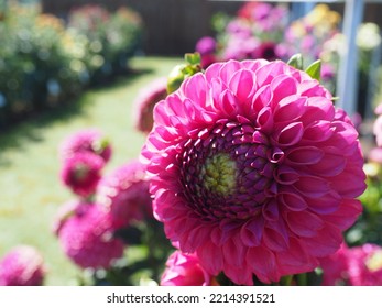 Oregon Summer Dahlia Flower Fields