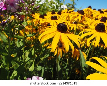 Oregon Summer Sun Flower Fields