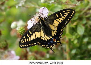 Oregon Swallowtail Butterfly (Papilio oregonius) on blackberry flowers