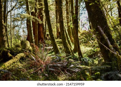 Oregon Trail, Tillamok Head Trailhead, Forest Scene