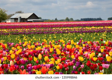 Oregon Tulip Farm