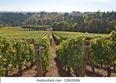 Oregon Vineyard