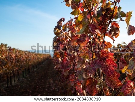 An Oregon vineyard in fall is seen as a mass of red leaves against blue sky, tendrils, stems and leaves outlined by sun.