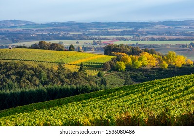 In an Oregon vineyard in October, rows of vines show the first leaves turning for fall, with golden trees on the hills in the background. 