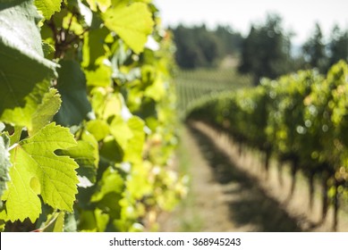 Oregon Vineyard In Summer.