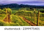 Oregon vineyard in summer near Salem Oregon,