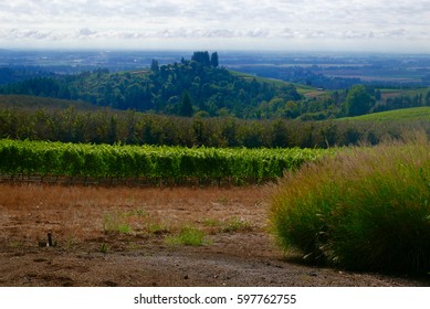 Oregon Wine Country Landscape