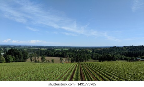 Oregon Wine Country Vinyard, Landscape 