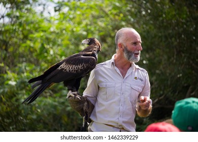 Eagle On Hand Stock Photos Eagle On Hand Stock Images Alamy