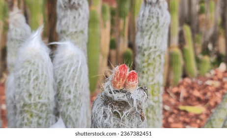 Oreocereus cactus. An interesting cactus covered with woolly white fuzz. - Shutterstock ID 2367382451