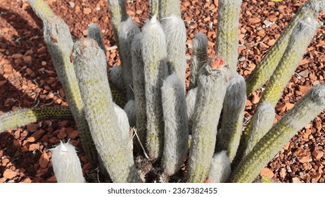 Oreocereus cactus. An interesting cactus covered with woolly white fuzz. - Shutterstock ID 2367382455