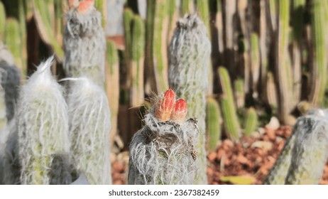 Oreocereus cactus. An interesting cactus covered with woolly white fuzz. - Shutterstock ID 2367382459