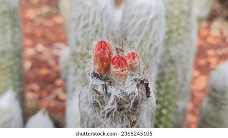 Oreocereus cactus. An interesting cactus covered with woolly white fuzz.
Red flowers arise near the shoot tip. - Shutterstock ID 2368245105