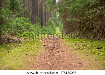 orest Path Leading Through Dense Woodland