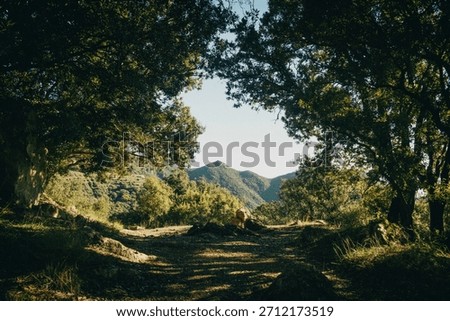 orest path surrounded by trees