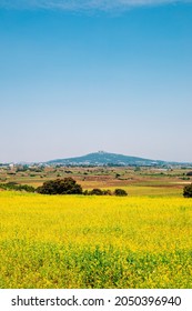 Oreum Volcanic Cone And Yellow Rape Flower Field, Jeju Olle Trail In Jeju Island, Korea