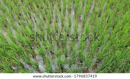 orfanic ruce feild in thailamd