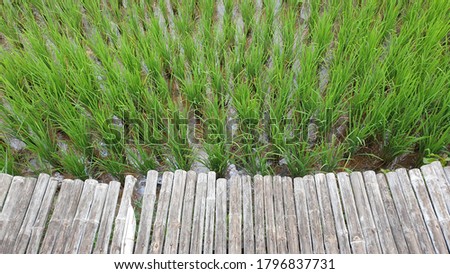 orfanic ruce feild in thailamd