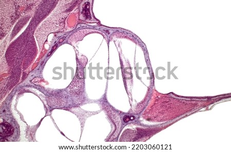 Organ of Corti (spiral organ). Inner ear cochlea histology. Haematoxylin and eosin stain. 