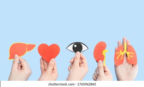Organ donation and transplantation concept. Human hands holding liver, heart, eye, kidney and lung symbol made from paper on light blue background. Health care and medical. Copy space.
