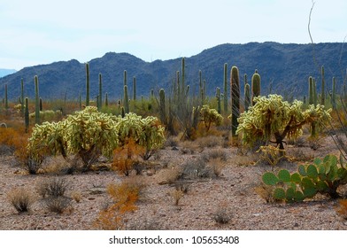 Organ Pipe Cactus National Monument