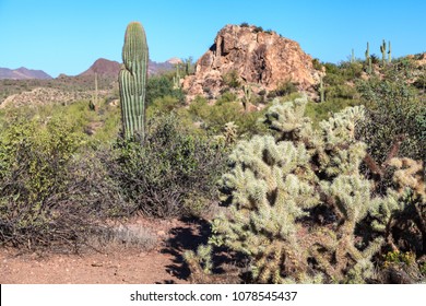 Organ Pipe Cactus National Monument Area.